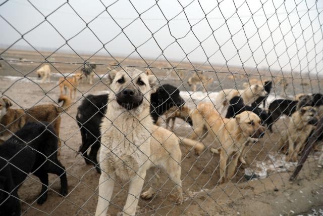 Dağ Başına atılan köpekleri belediye ekipleri kurtardı
