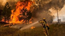 Türkiye'de çıkan orman yangınlarla ilgili Diaspora ile İş üzere Devlet Komitesi'nde “yardım hattı” oluşturulmuştur.