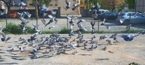Taksici Esnafı Güvercinlere Sahip Çıkıyor