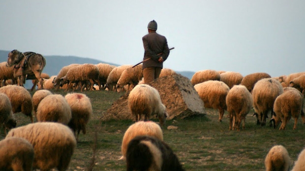 Iğdır’da Sertifikalı Çoban Yetiştirilecek