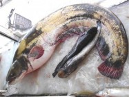 Iğdır'da 1,5 Metre Uzunluğunda Yayın Balığı Yakalandı