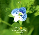 Nuh’un Çiçekleri Fotoğraf Albümü Yayımlandı