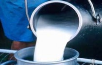 Kars'ta Çiğ Süt Üreticilerine Destek Ödemeleri