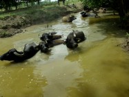 Sıcaktan Bunalan Hayvanlar Sulama Kanalına Girdi