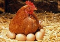 Iğdır’da Yumurta  Fiyatları Arttı