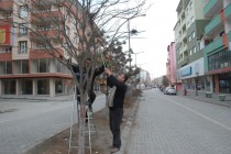 Iğdır Belediyesi Ağaçları Budamaya Başladı