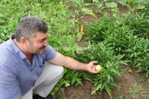 Güney Amerika Meyvesi Pepino Artık Iğdır'da Üretiliyor